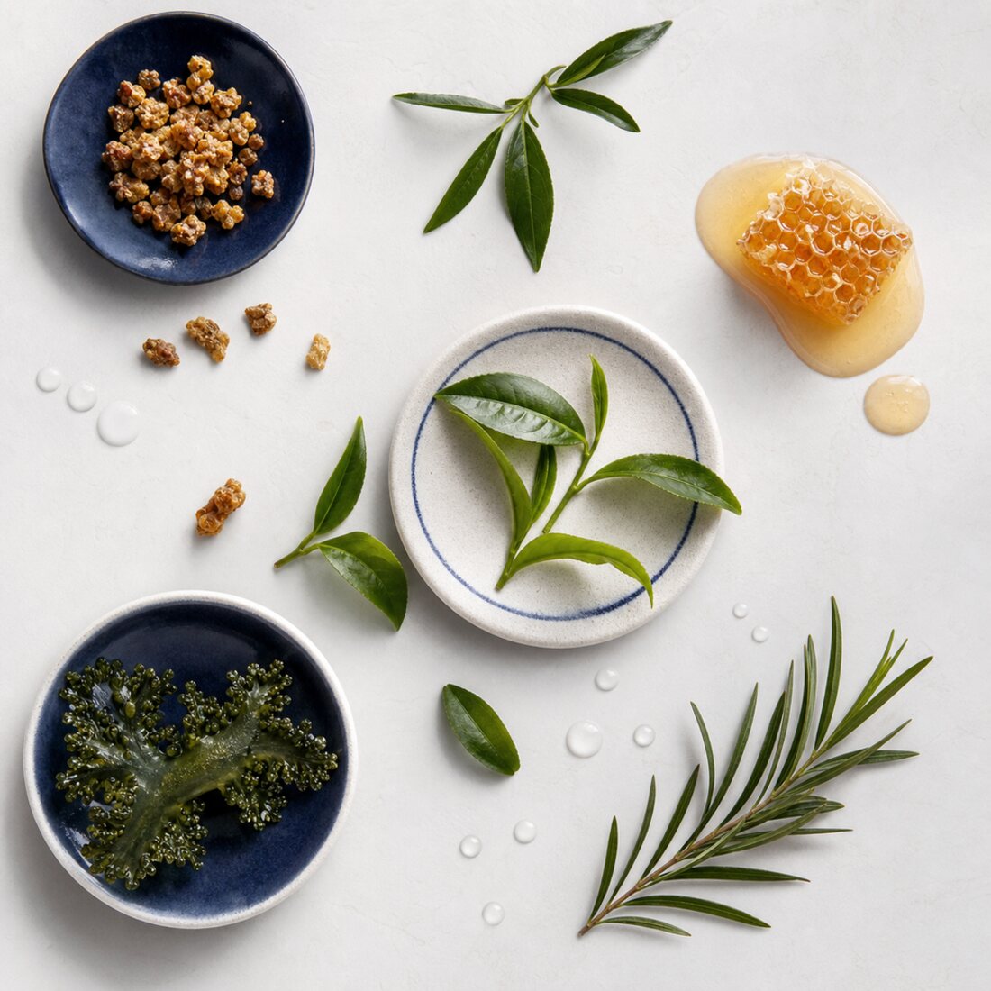 Boccini active ingredients, honey, propolis, tea tree, marine algae